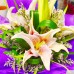 Flower Bouquet (Medium)